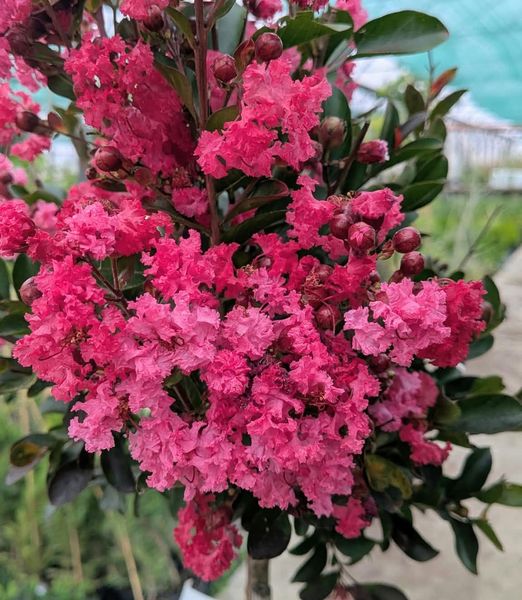 Lagerstroemia indica 1m kmeň, kompaktná koruna mix
